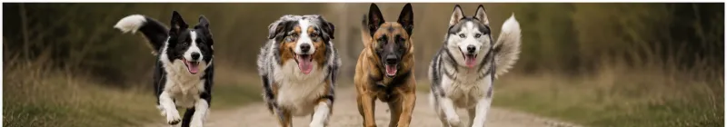 Races et croisements de chiens : profils, besoins et tempéraments
