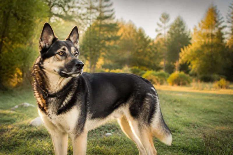 Husky croisé Berger allemand : ce qu’il faut savoir avant d’adopter un Shepsky