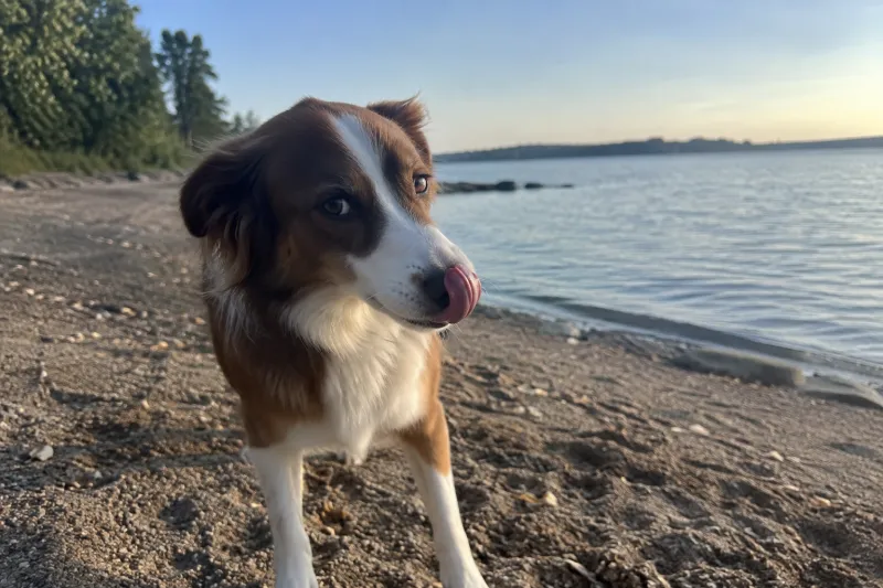 Les signaux d’apaisement chez le chien : comment les reconnaître et les comprendre ?